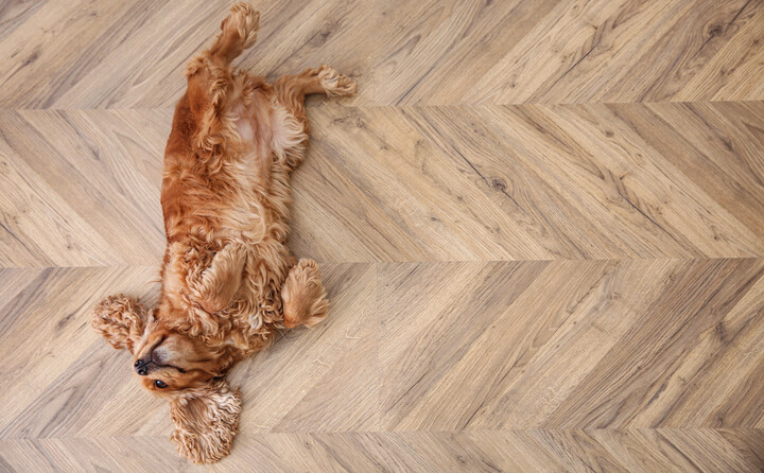 dog laying on floor